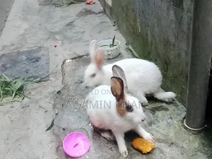 খরগোশ জোড়া।
