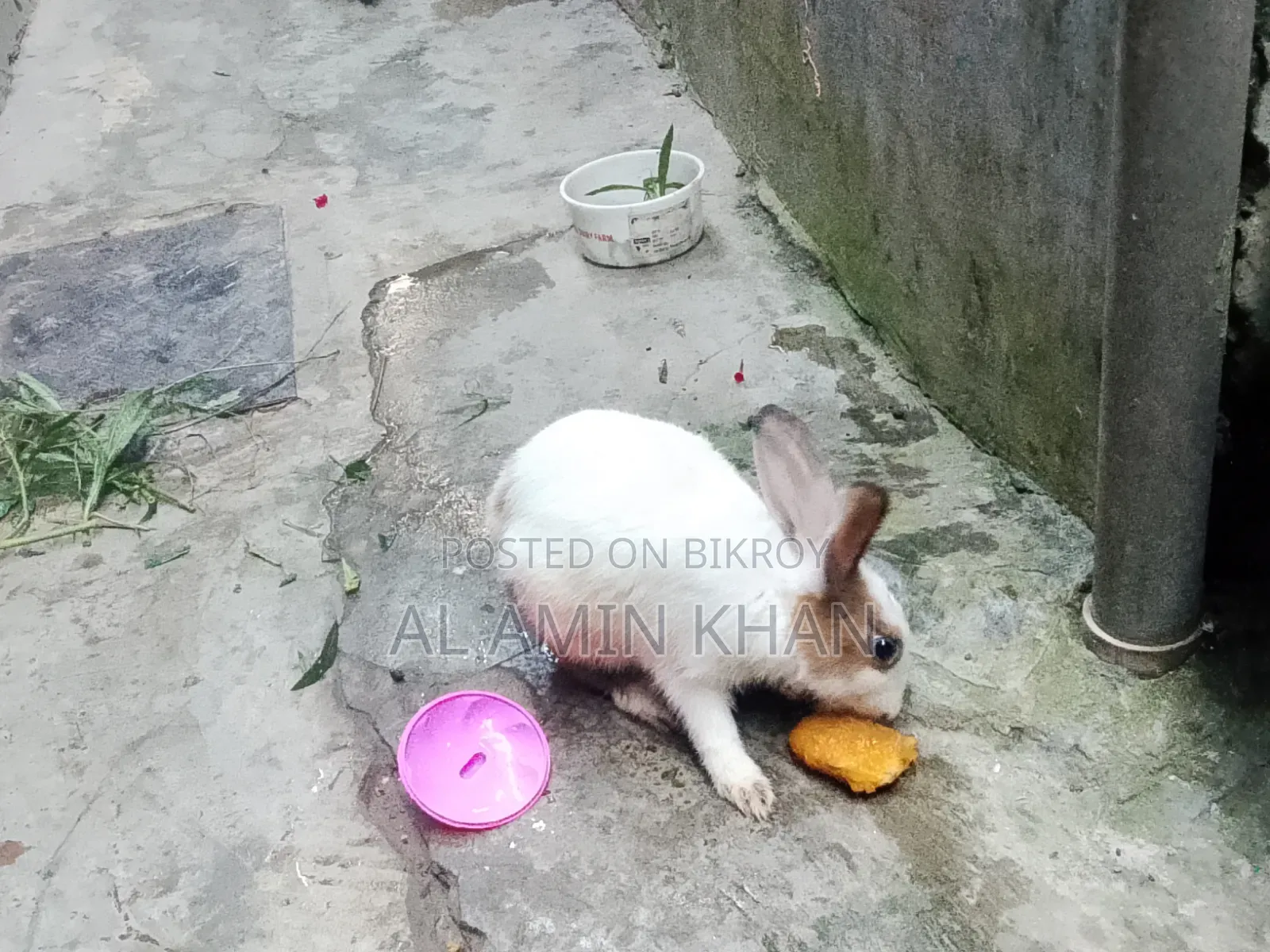 খরগোশ জোড়া।