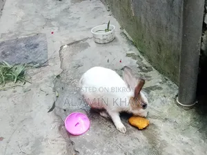 খরগোশ জোড়া।