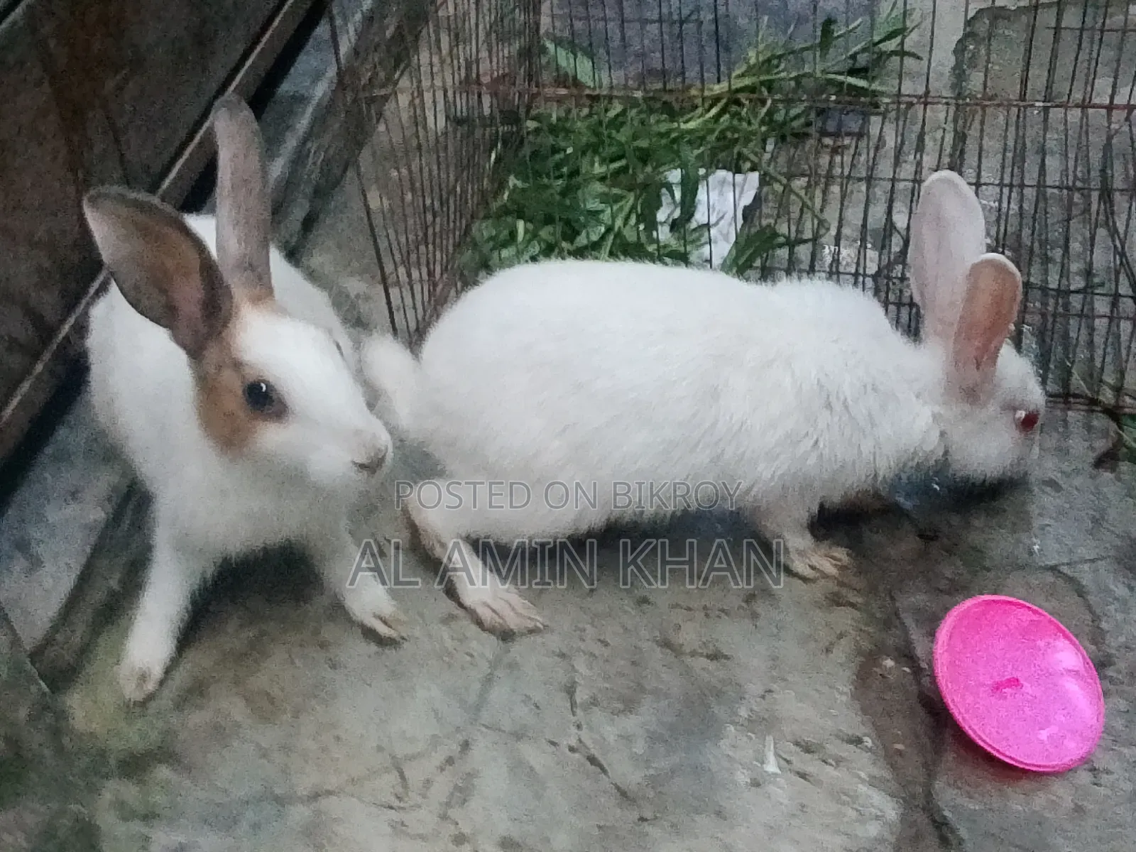 খরগোশ জোড়া।