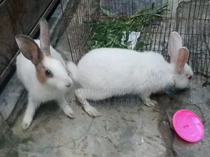 খরগোশ জোড়া।