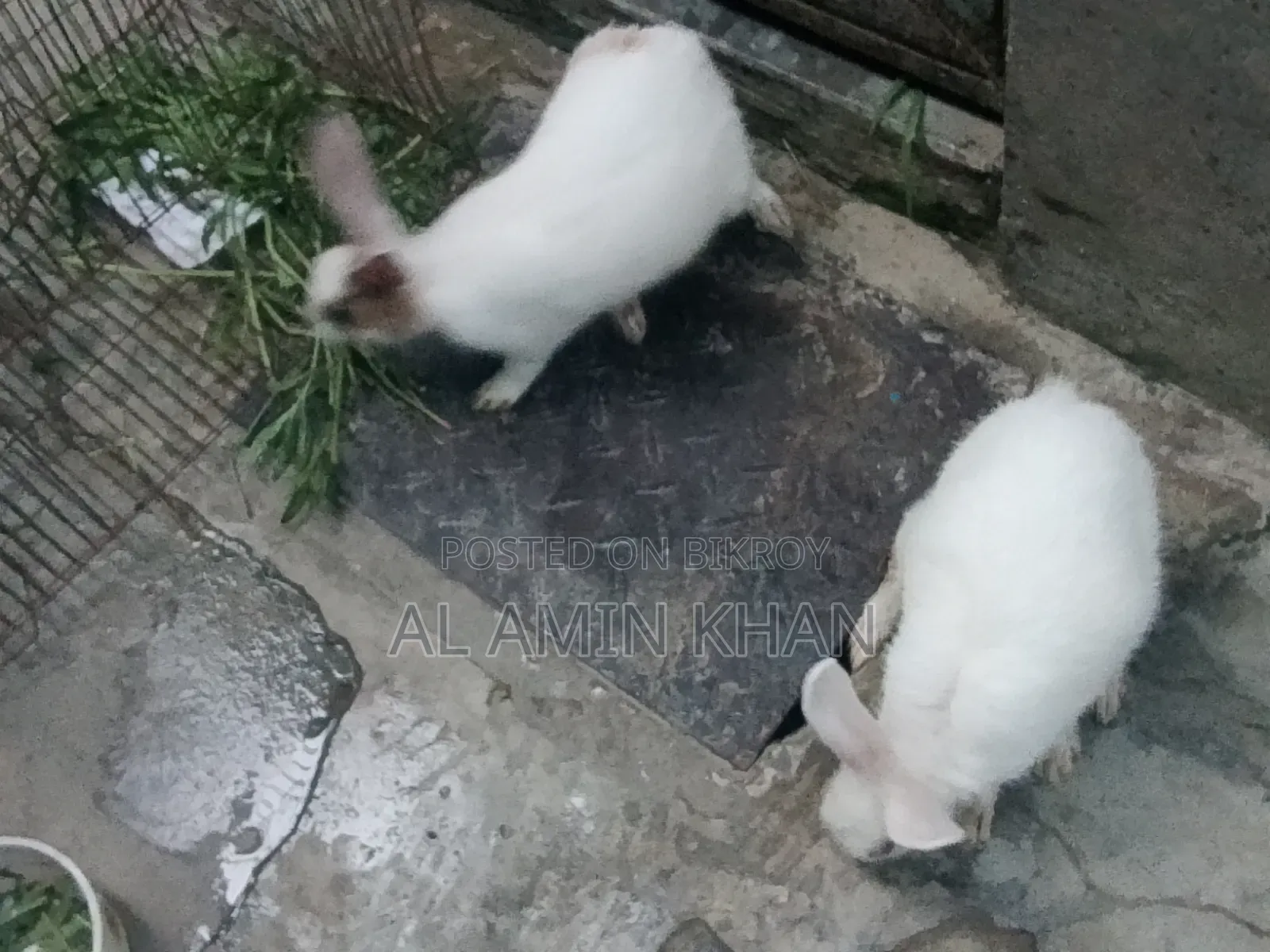 খরগোশ জোড়া।