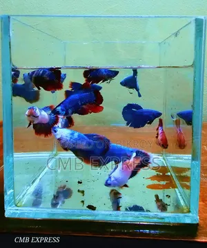 Thailand Fighter Fish for sale.