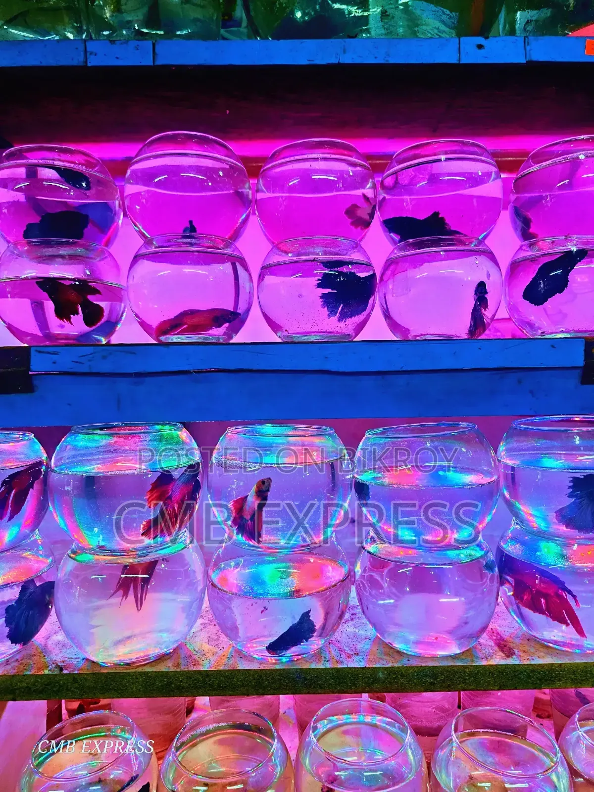 Thailand Fighter Fish for sale.