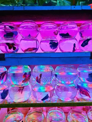 Thailand Fighter Fish for sale.