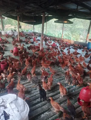২মাস বয়সী সোনালী মুরগির বিক্রি