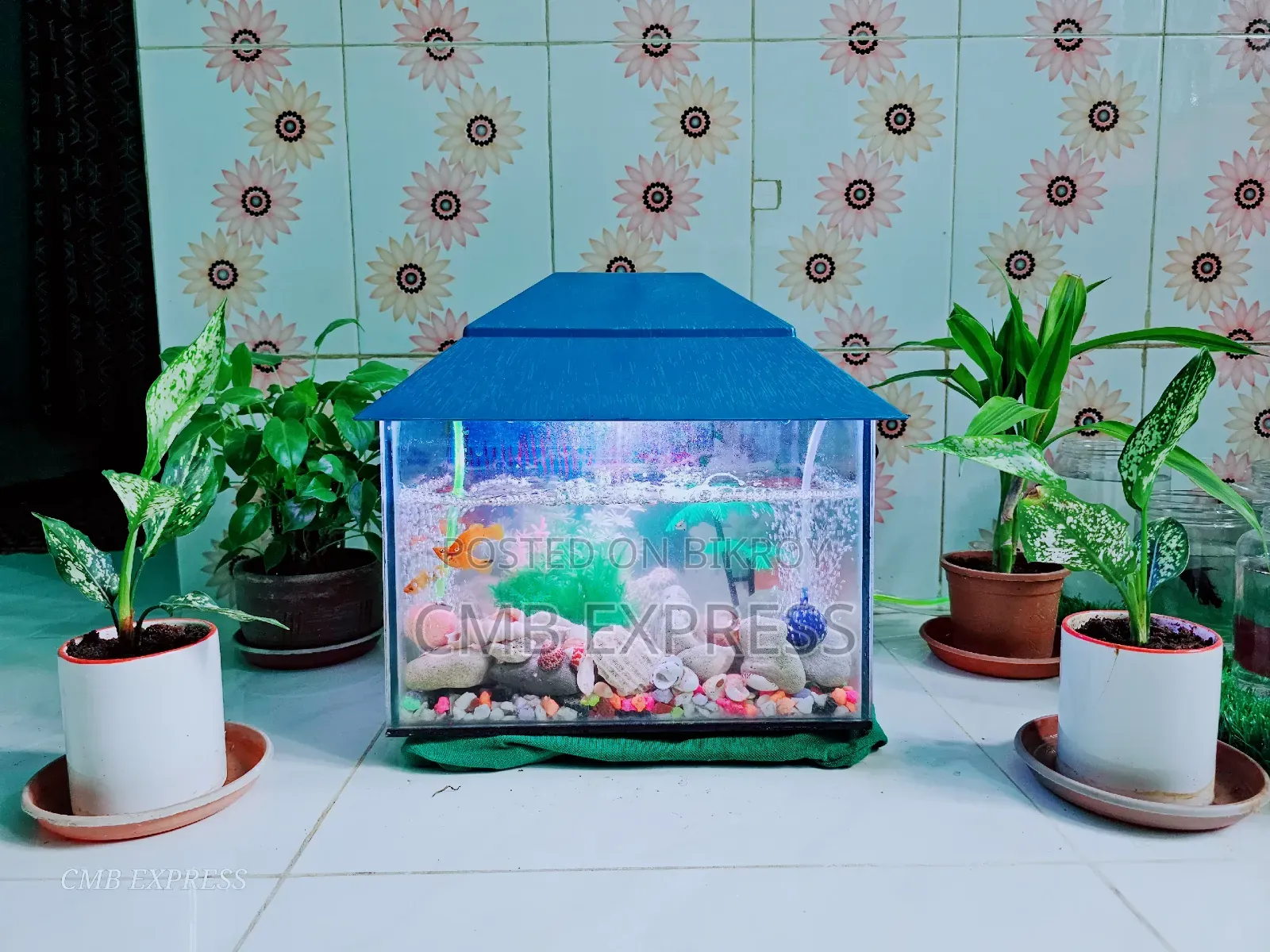 Complete aquarium setup with 12 pieces of Molly and Guppy fish for sale.