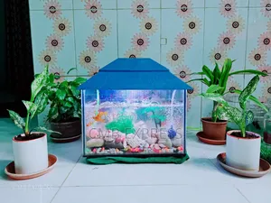 Complete aquarium setup with 12 pieces of Molly and Guppy fish for sale.