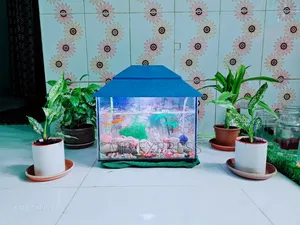 Complete aquarium setup with 12 pieces of Molly and Guppy fish for sale.