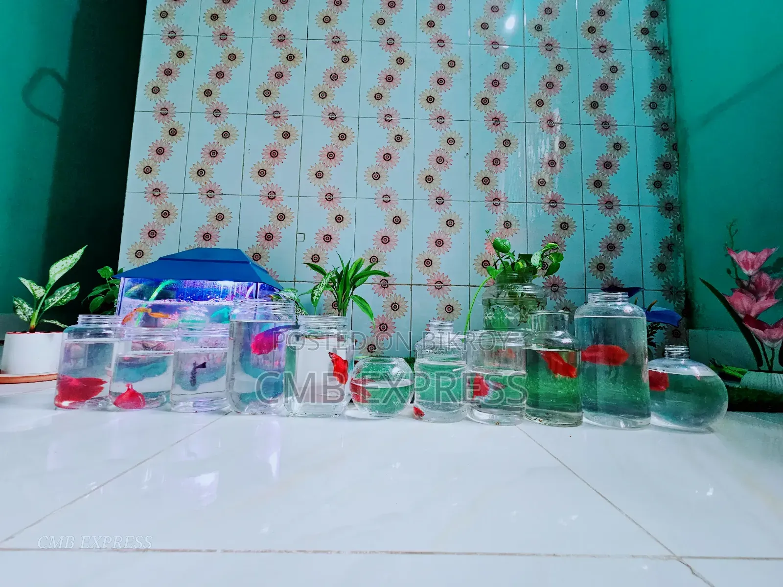 Complete aquarium setup with 12 pieces of Molly and Guppy fish for sale.