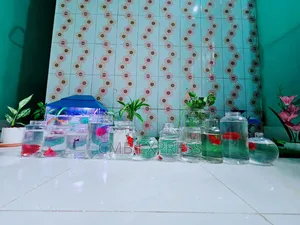 Complete aquarium setup with 12 pieces of Molly and Guppy fish for sale.