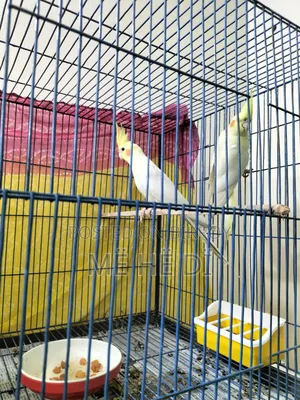 ককাটেল মাস্টার পেয়ার উইথ আ বেবি