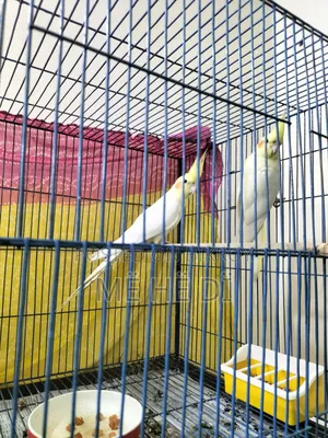 ককাটেল মাস্টার পেয়ার উইথ আ বেবি