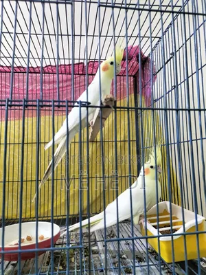 ককাটেল মাস্টার পেয়ার উইথ আ বেবি
