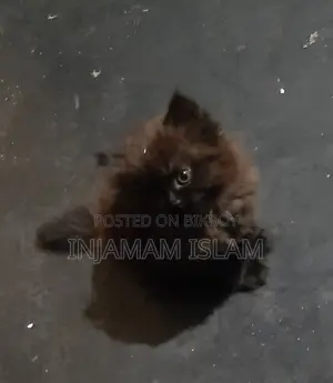 1-3 Months Female Purebred Persian