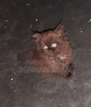 1-3 Months Female Purebred Persian