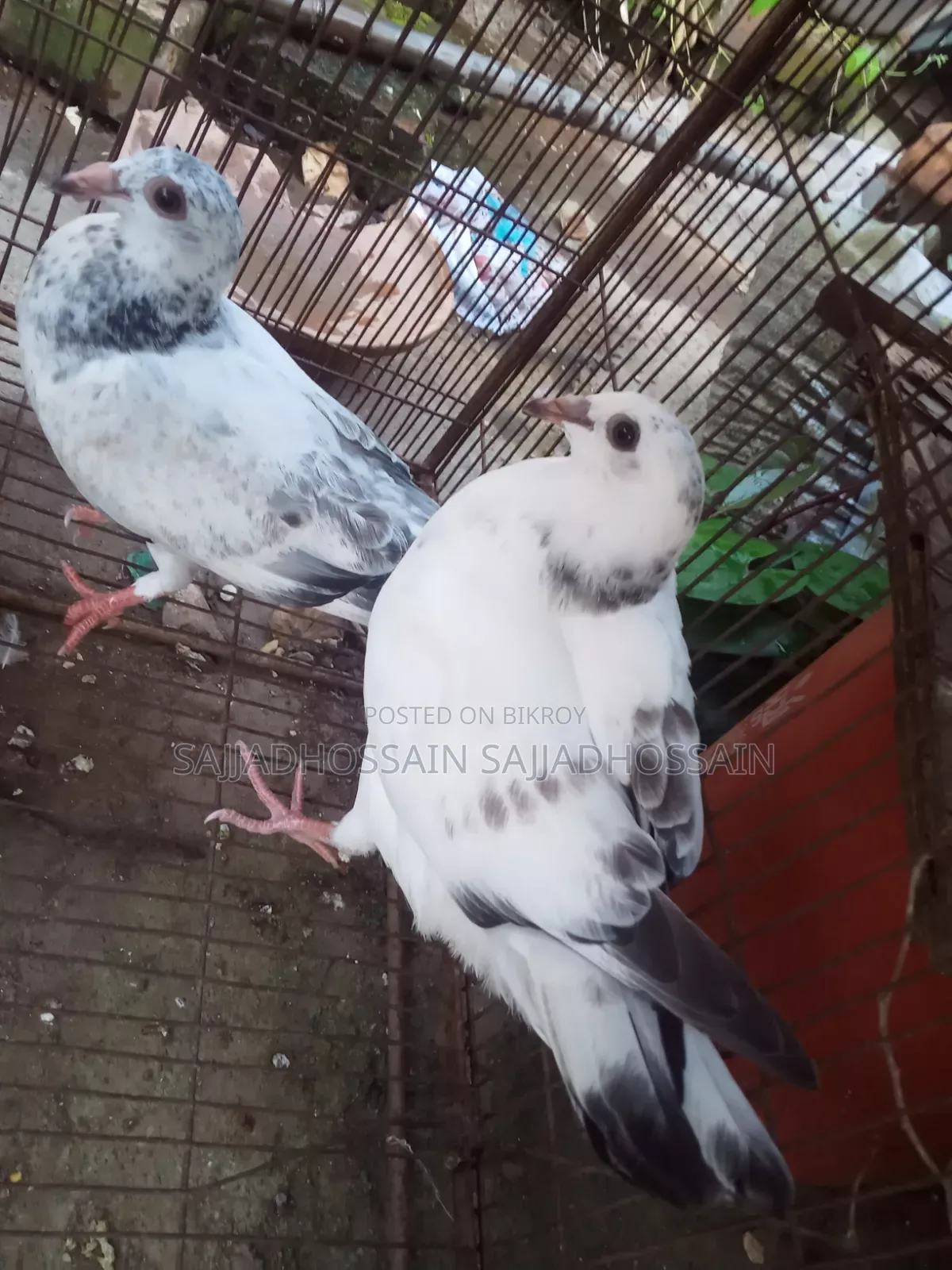 Afsan Grizzle Baby Pigeons