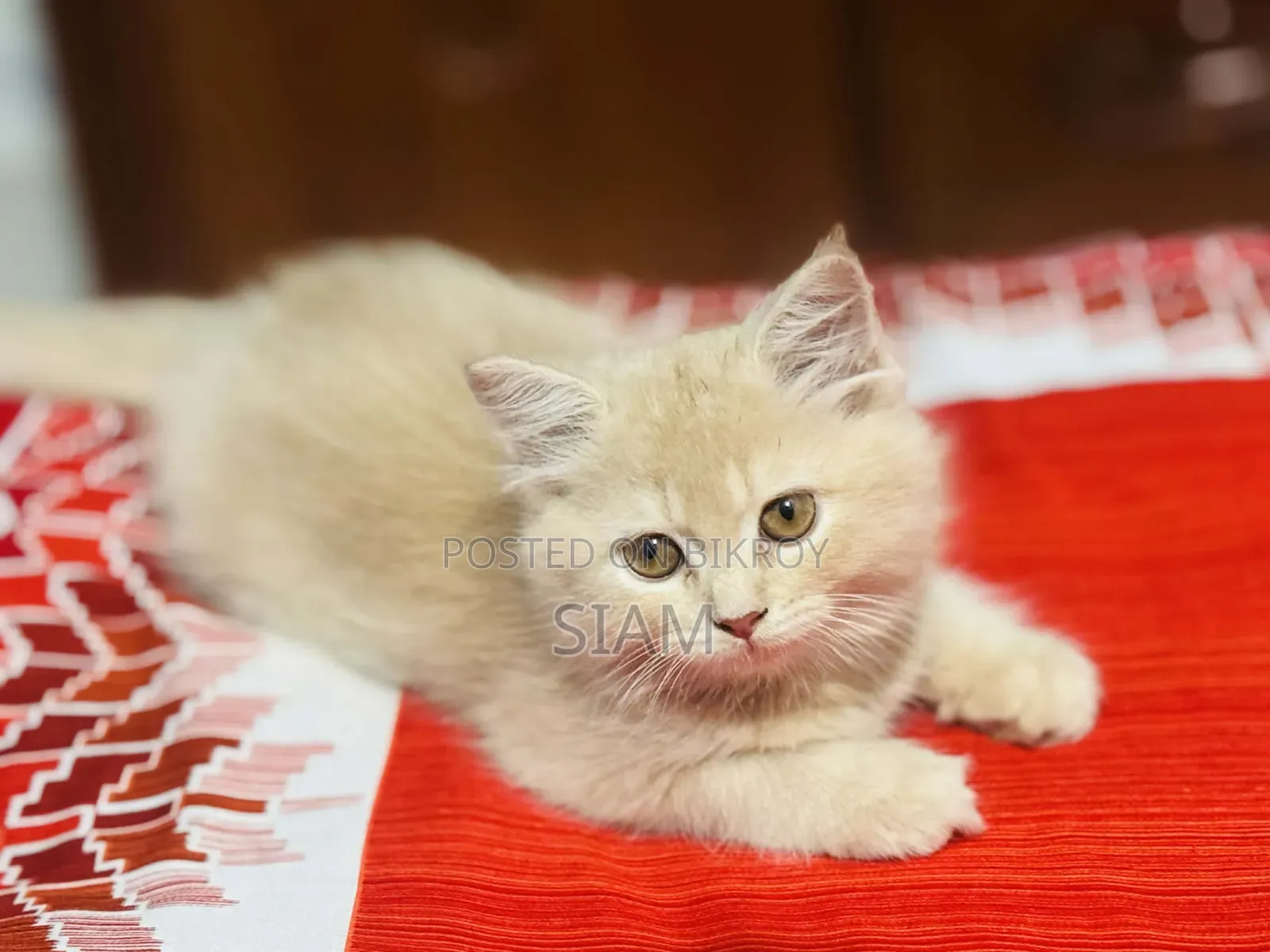 1-3 Months Female Purebred Persian