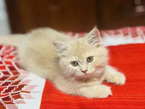 1-3 Months Female Purebred Persian