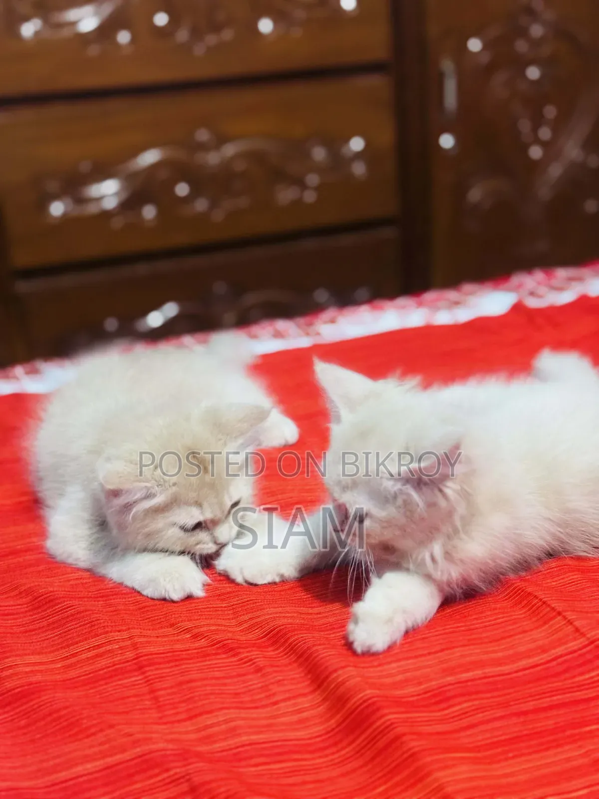1-3 Months Female Purebred Persian