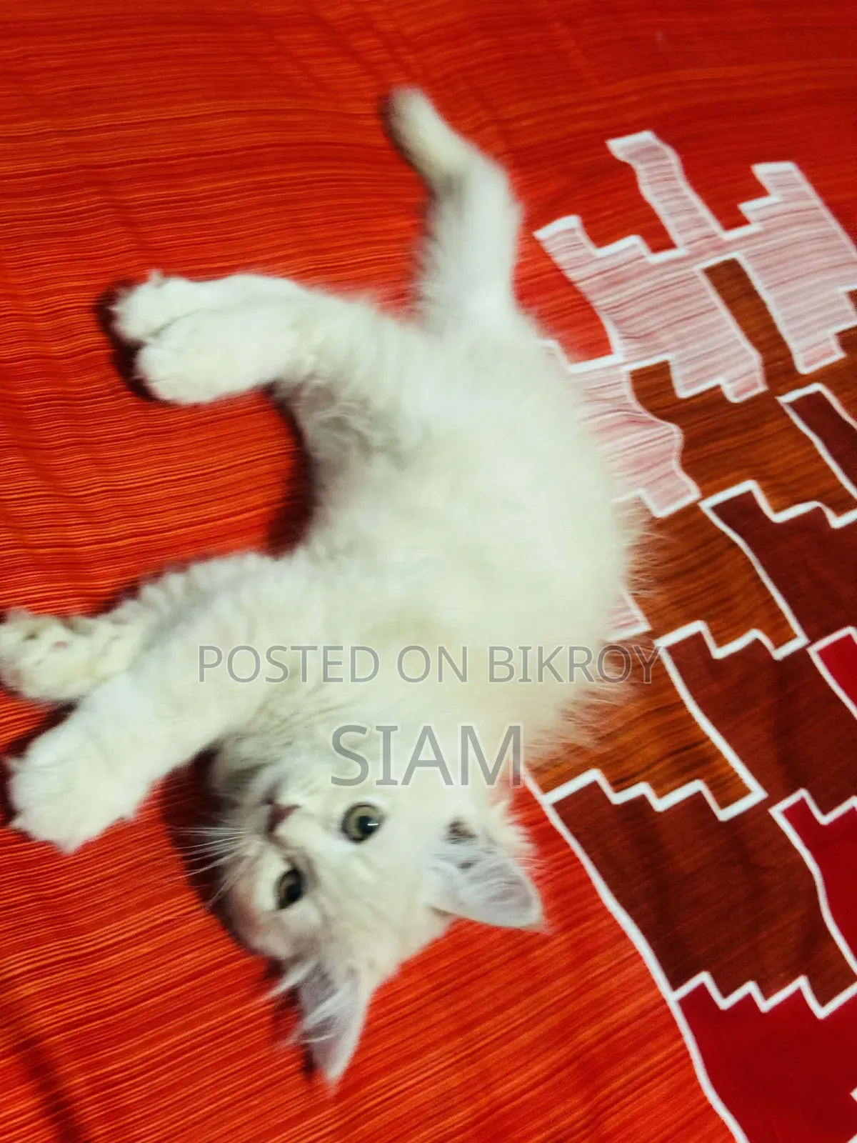 1-3 Months Female Purebred Persian