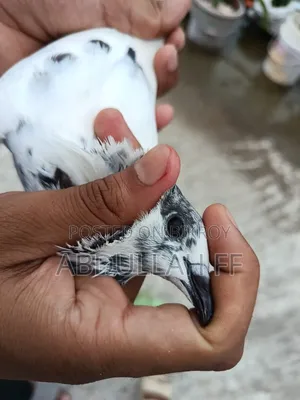 35 Female High-Flyer Pigeons, contact if interested in good bloodline
