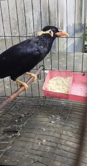 Talking Myna bird for sale