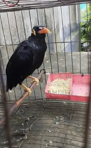 Talking Myna bird for sale