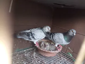 Afsan Grizzle Baby Pigeons