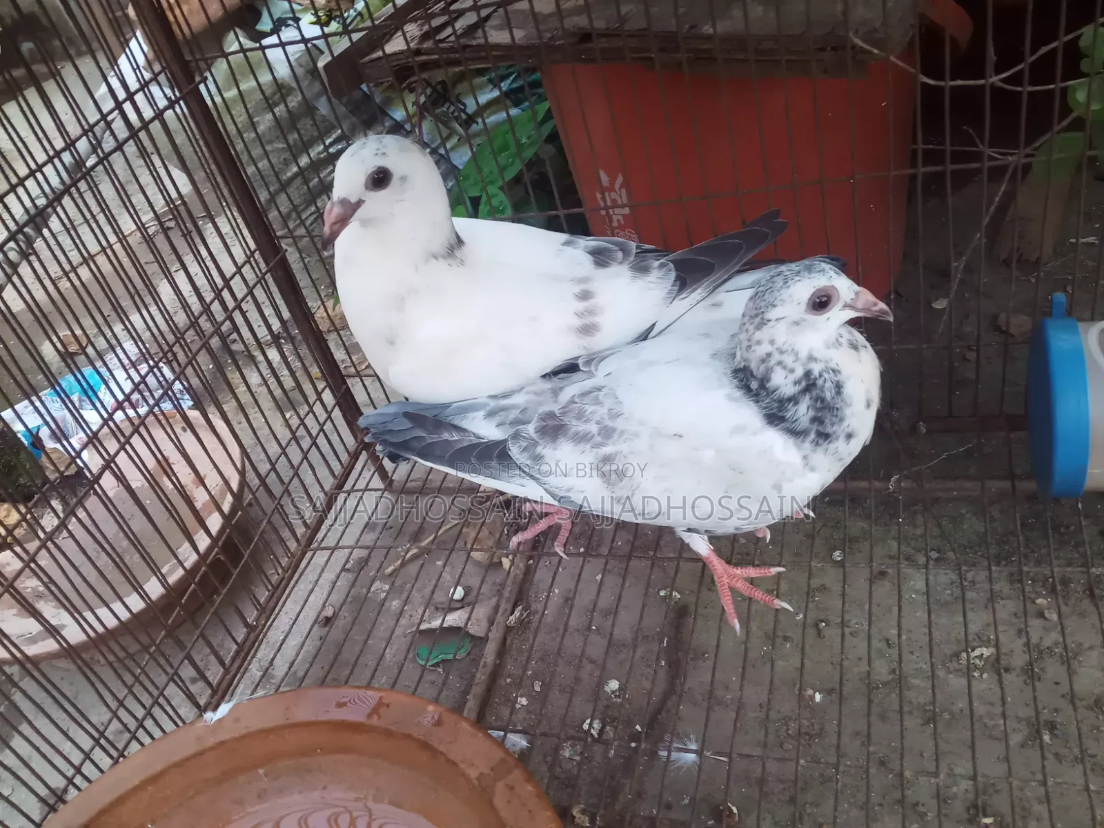 Afsan Grizzle Baby Pigeons