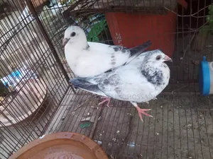 Afsan Grizzle Baby Pigeons