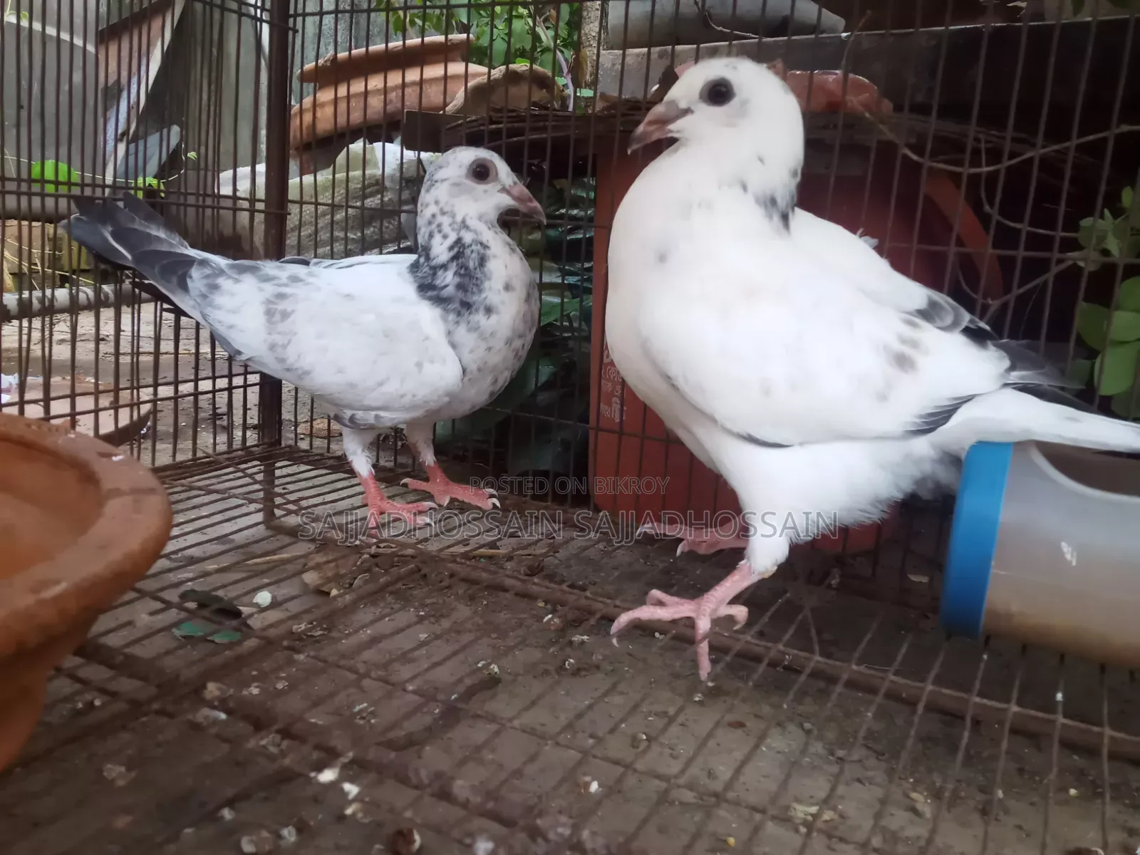 Afsan Grizzle Baby Pigeons