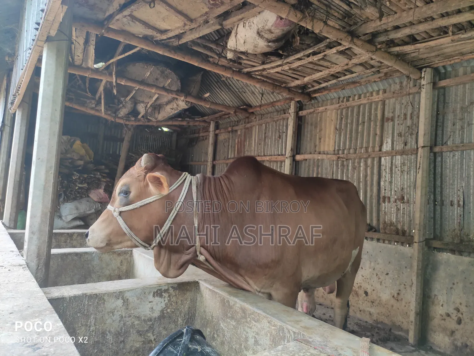 Eid Cow for Sale