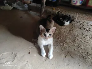 ১+ বছরের মিক্সড ব্রিড বেঙ্গল বিড়াল
