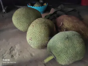 4 Piece Kathal Sale Hobe Paka Ar Fresh