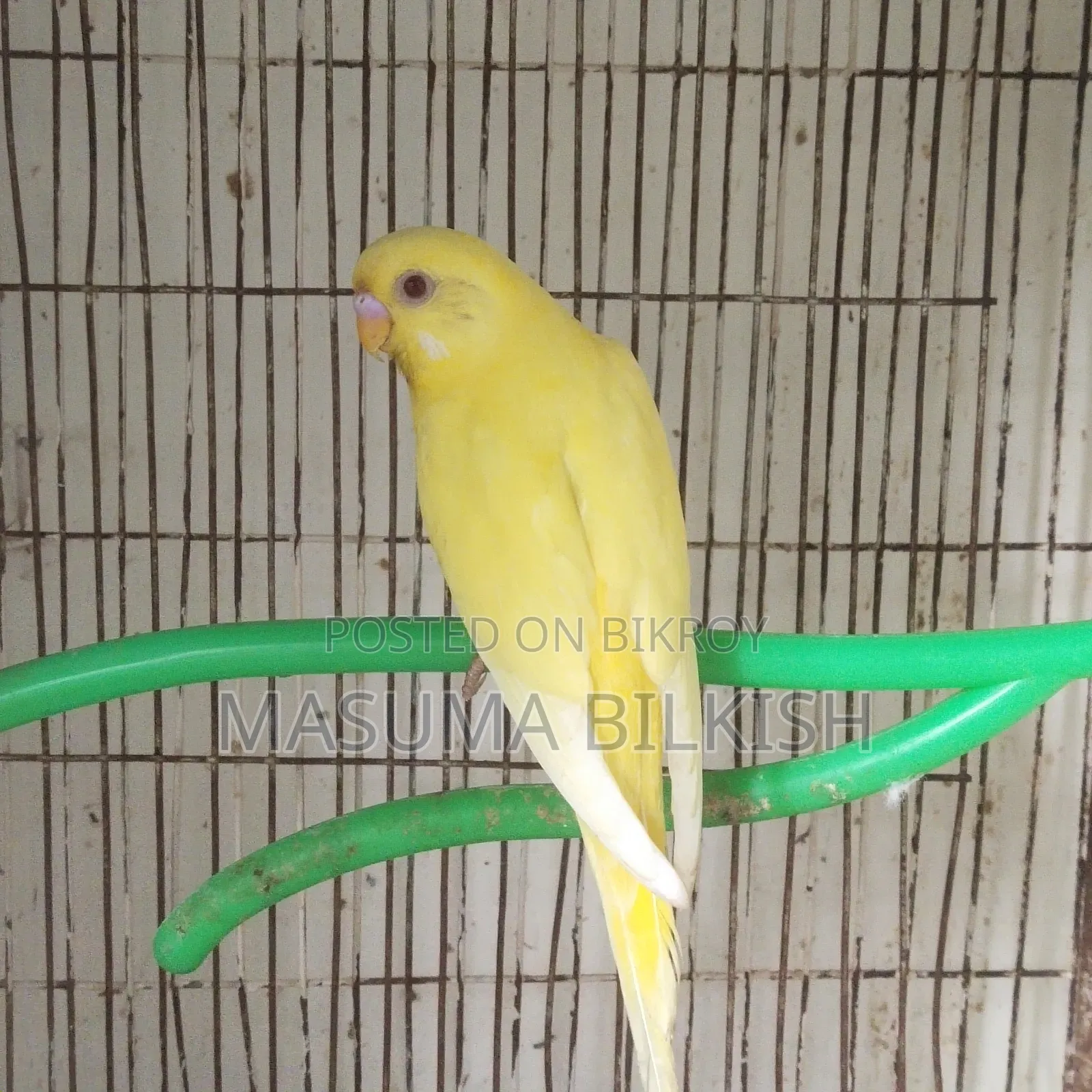 Lutino Budgie