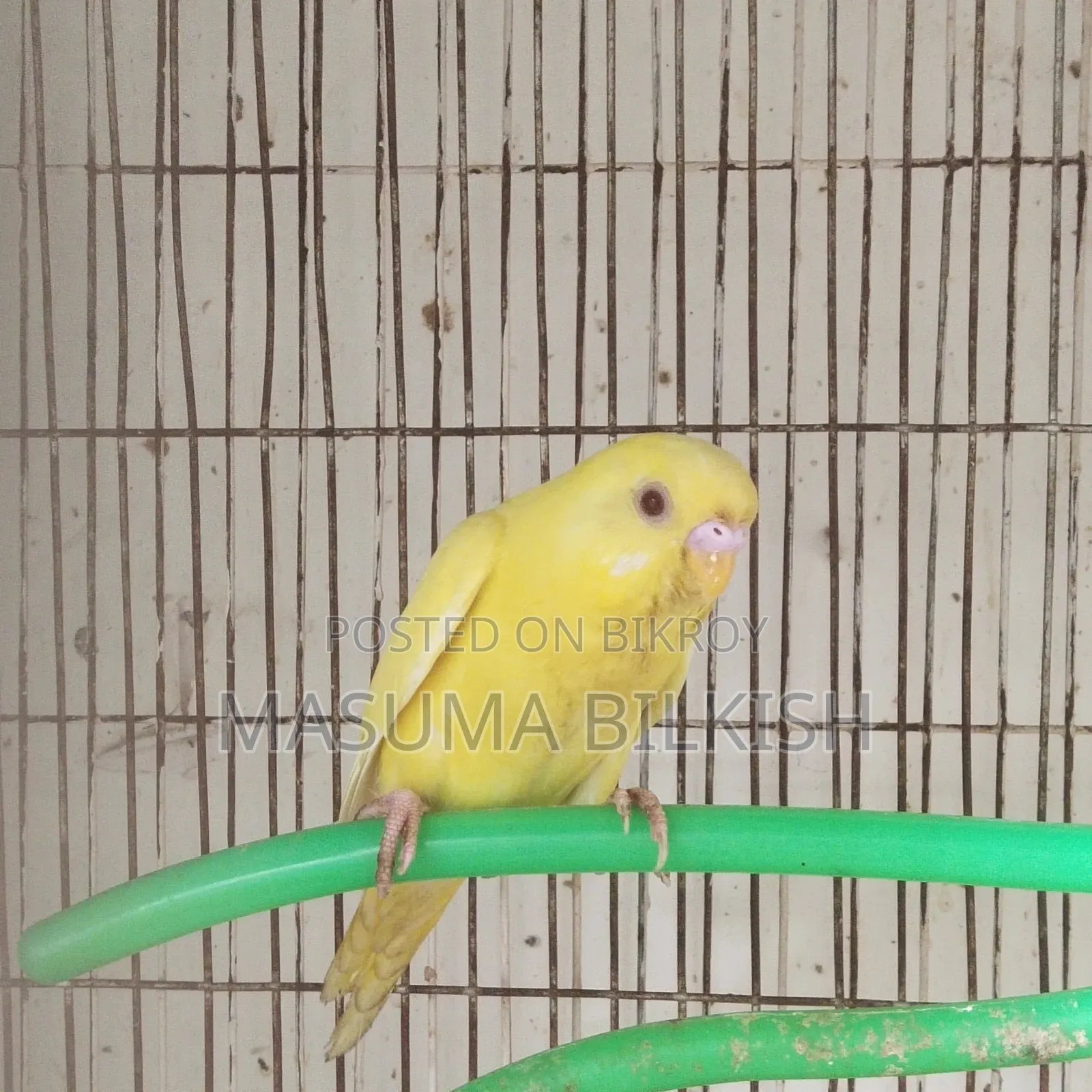 Lutino Budgie