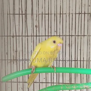 Lutino Budgie