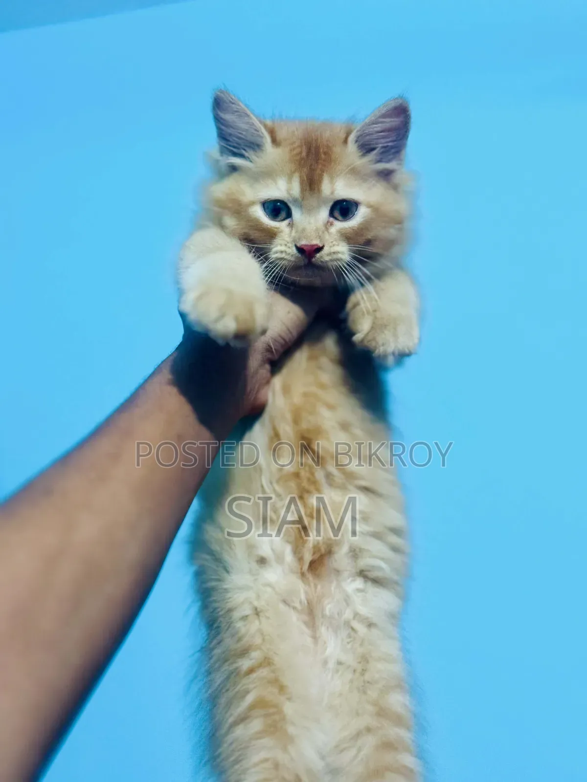 1-3 Months Male Purebred Persian