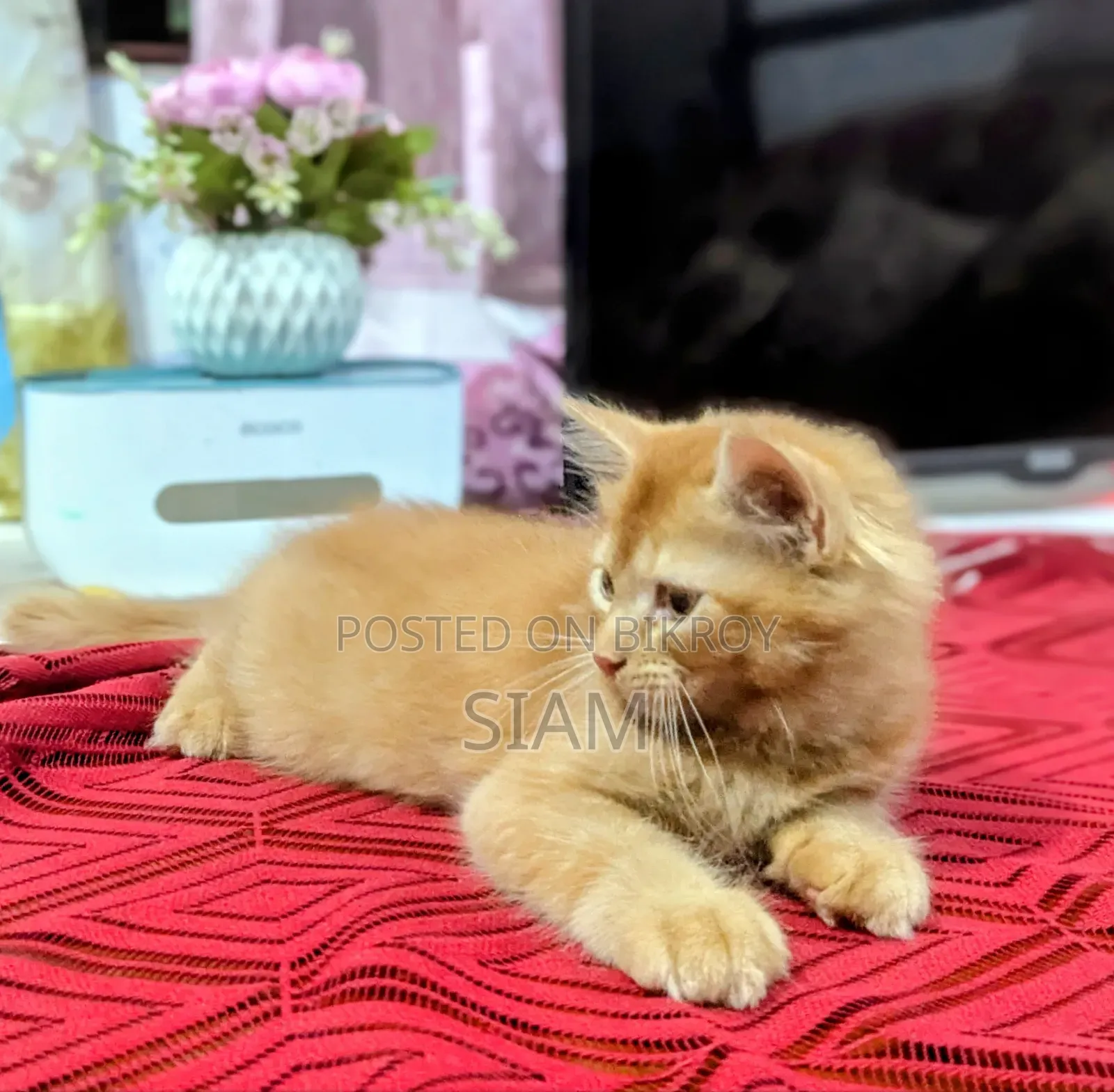 1-3 Months Male Purebred Persian
