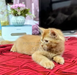 1-3 Months Male Purebred Persian