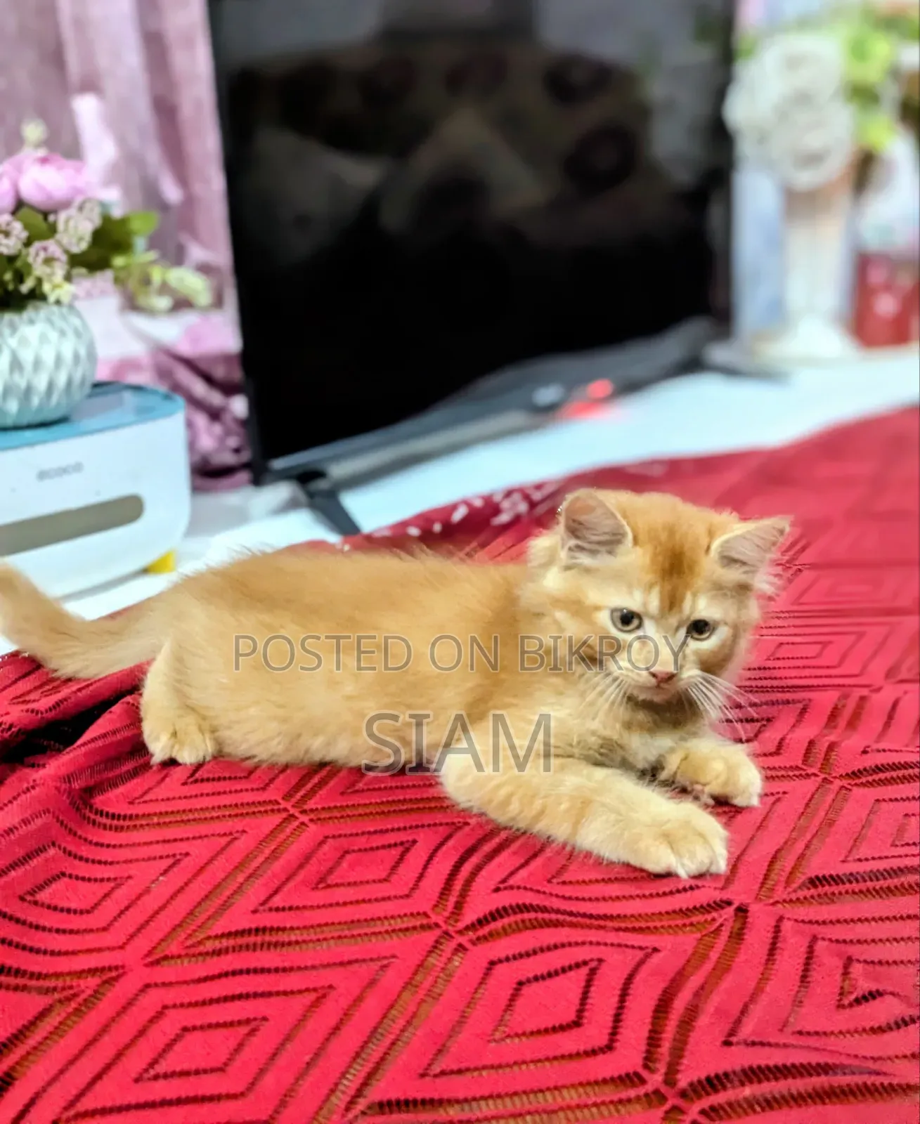 1-3 Months Male Purebred Persian