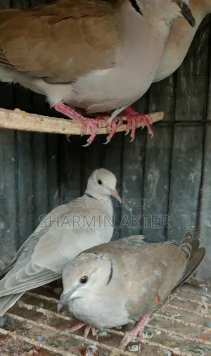Australian Ring Dove