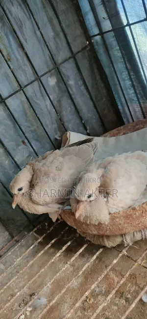 Australian Ring Dove