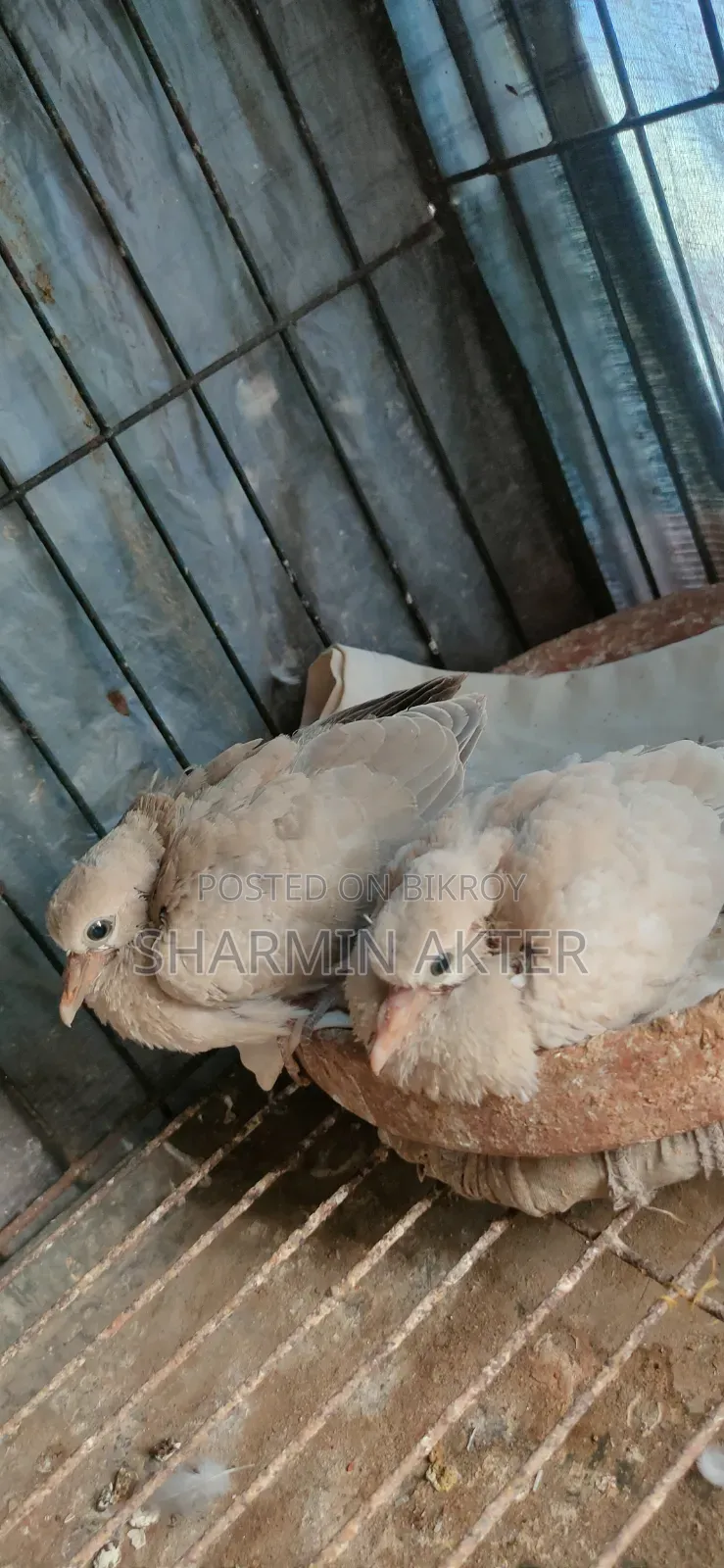 Australian Ring Dove