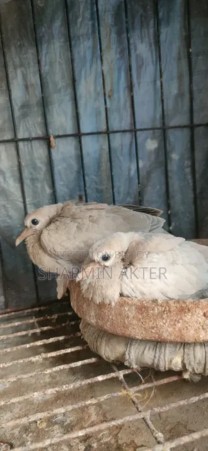 Australian Ring Dove