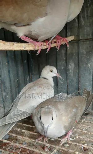 Australian Ring Dove