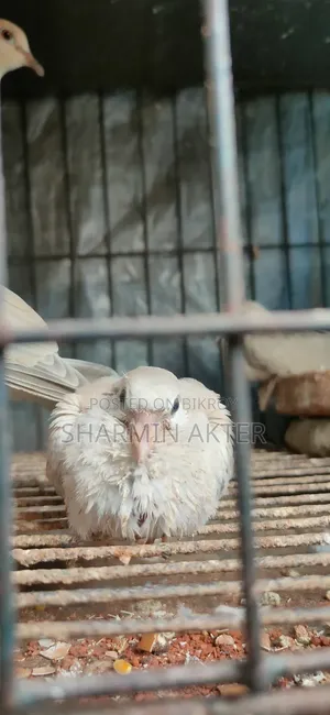 Australian Ring Dove