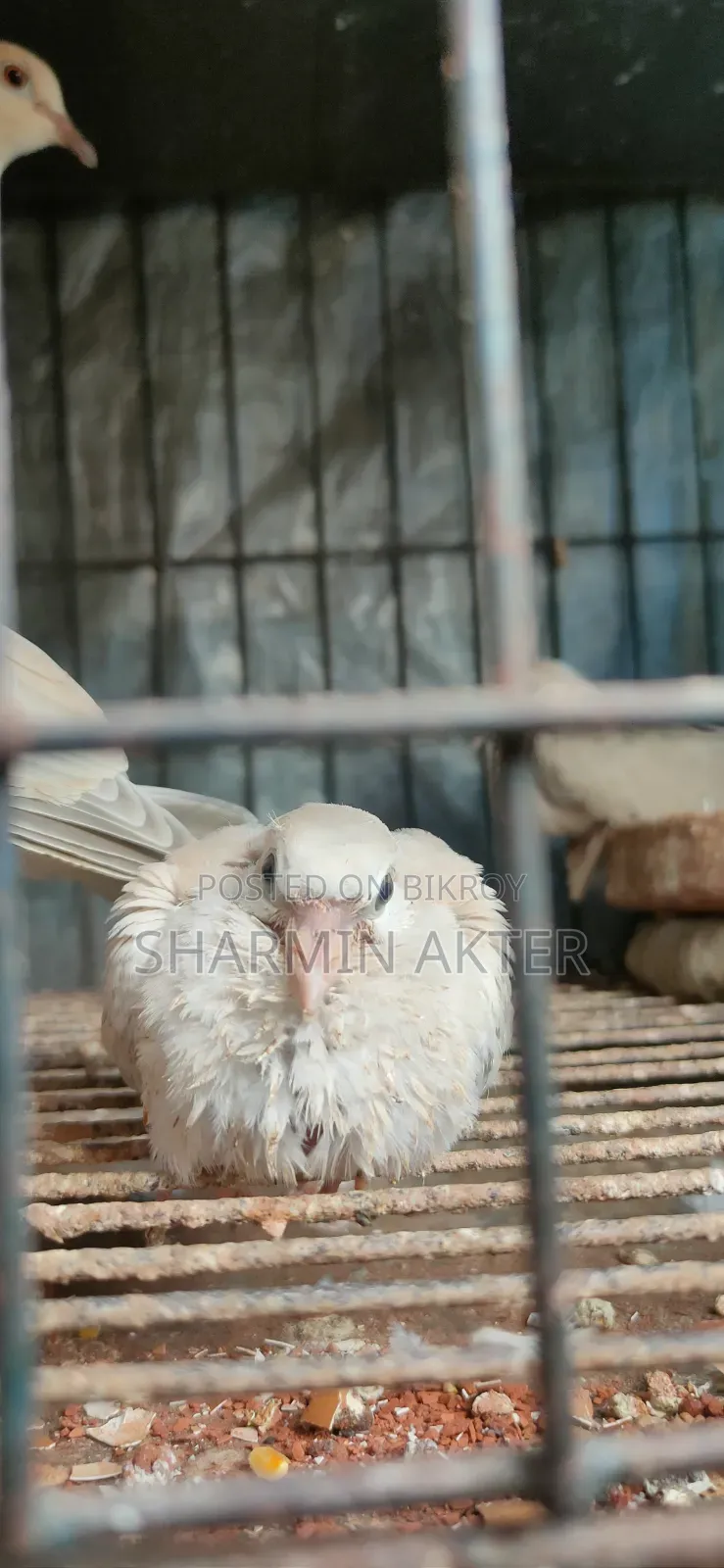 Australian Ring Dove