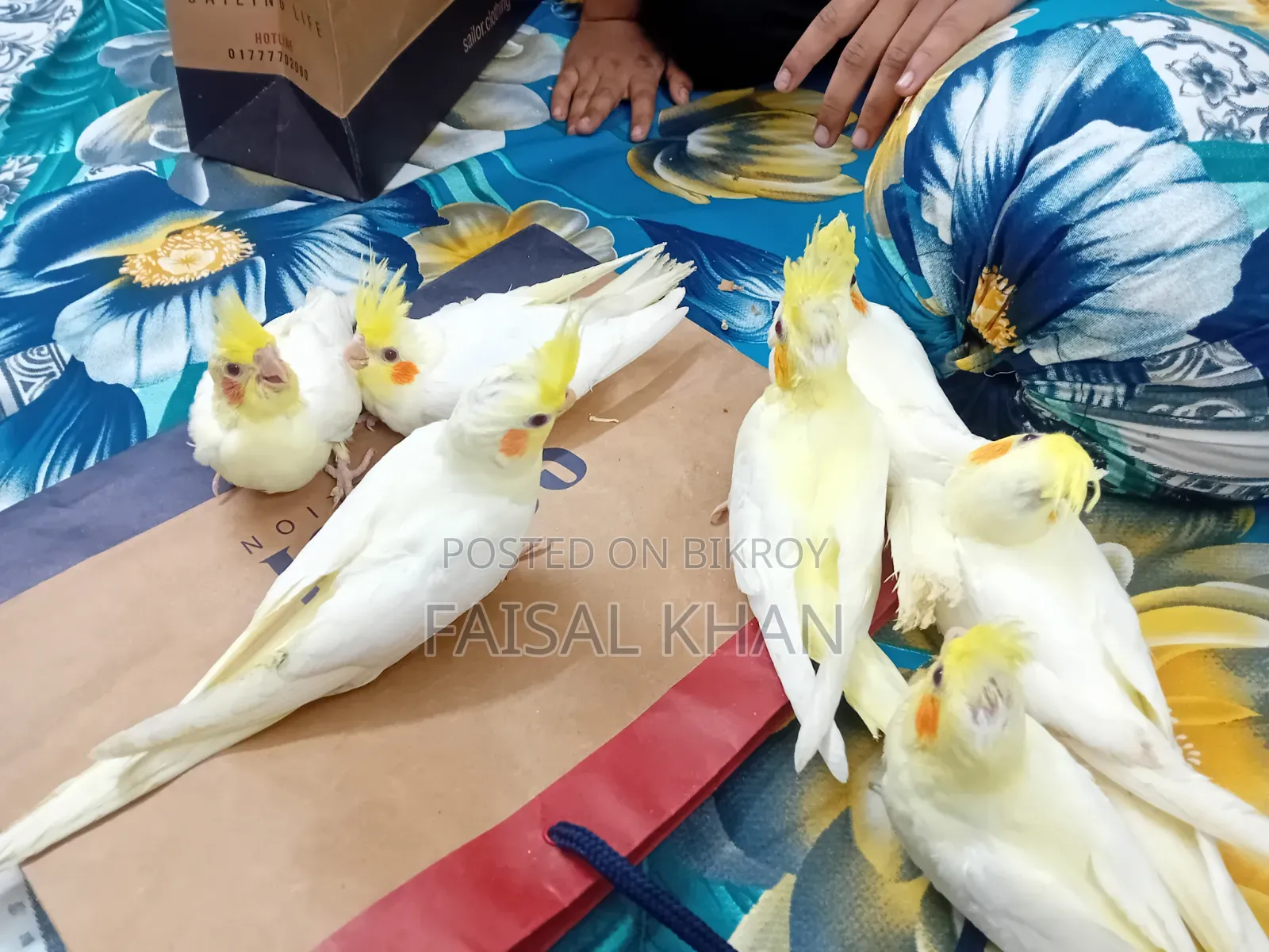 Cockatiel Bird